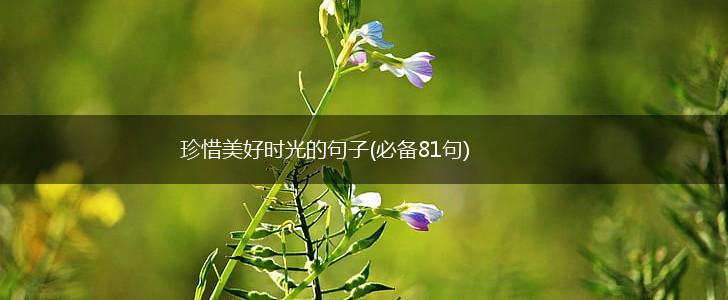 珍惜美好时光的句子(必备81句),第1张