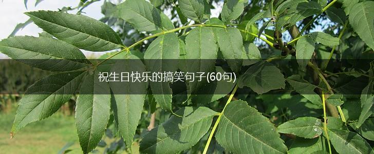 祝生日快乐的搞笑句子(60句),第1张