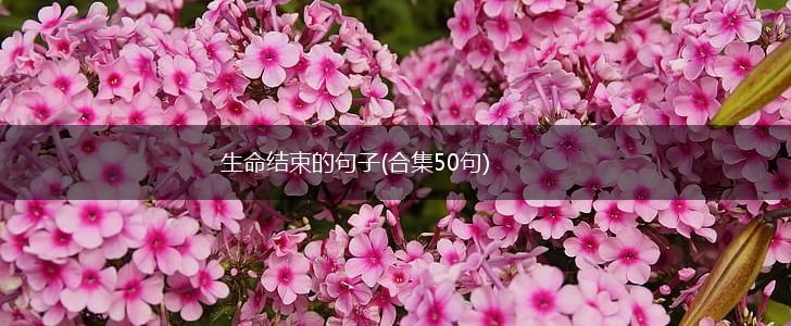 生命结束的句子(合集50句),第1张
