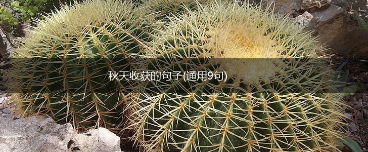 秋天收获的句子(通用9句),第1张