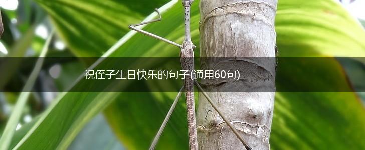 祝侄子生日快乐的句子(通用60句),第1张