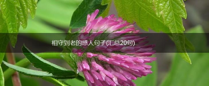 相守到老的感人句子(汇总20句),第1张