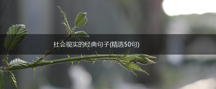社会现实的经典句子(精选50句),第1张