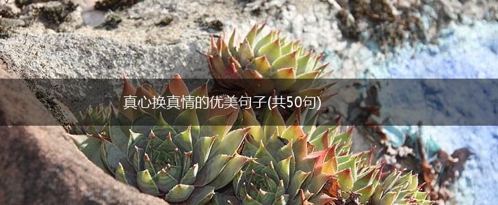 真心换真情的优美句子(共50句),第1张