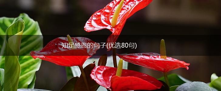 知足感恩的句子(优选80句),第1张