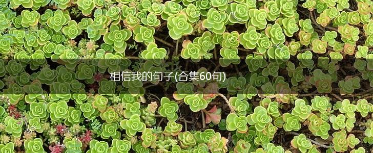 相信我的句子(合集60句),第1张