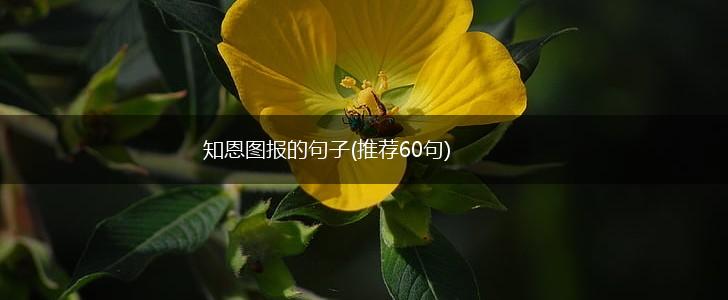 知恩图报的句子(推荐60句),第1张