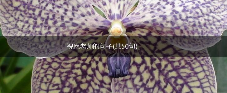 祝愿老师的句子(共50句),第1张