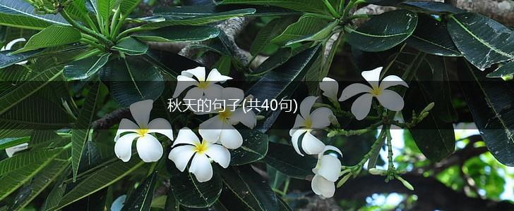 秋天的句子(共40句),第1张