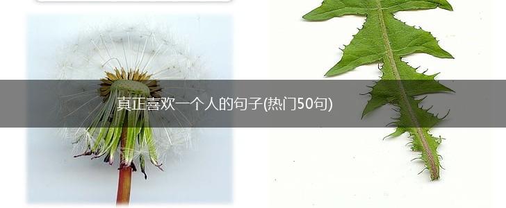 真正喜欢一个人的句子(热门50句),第1张