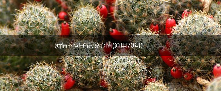 痴情的句子说说心情(通用70句),第1张