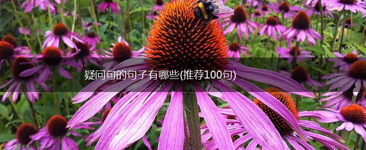 疑问句的句子有哪些(推荐100句),第1张