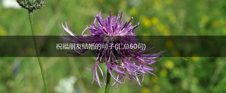 祝福朋友结婚的句子(汇总60句),第1张