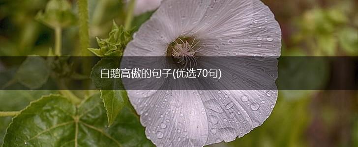 白鹅高傲的句子(优选70句),第1张
