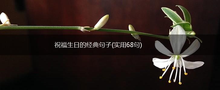祝福生日的经典句子(实用68句),第1张