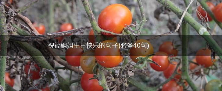 祝福姐姐生日快乐的句子(必备40句),第1张