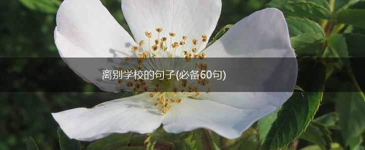 离别学校的句子(必备60句),第1张