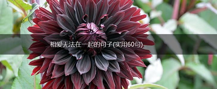 相爱无法在一起的句子(实用60句),第1张