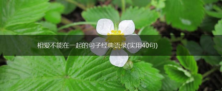 相爱不能在一起的句子经典语录(实用40句),第1张