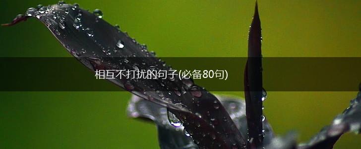 相互不打扰的句子(必备80句),第1张