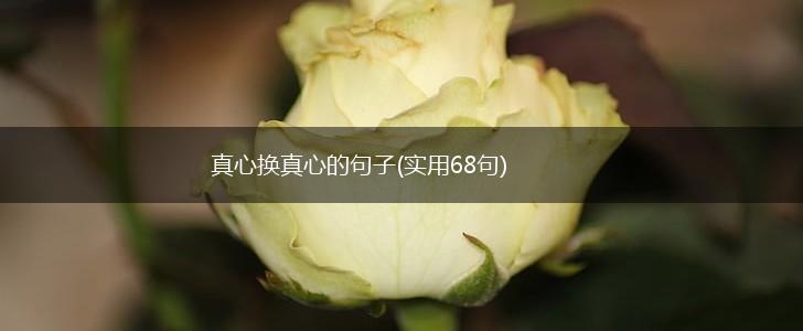 真心换真心的句子(实用68句),第1张