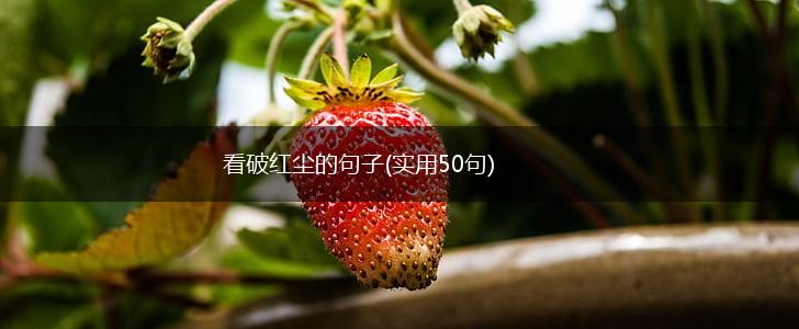 看破红尘的句子(实用50句),第1张