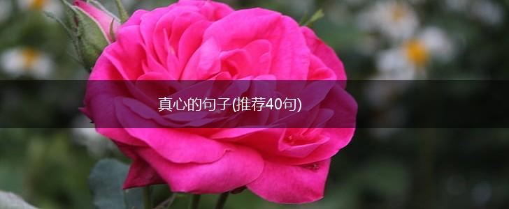 真心的句子(推荐40句),第1张