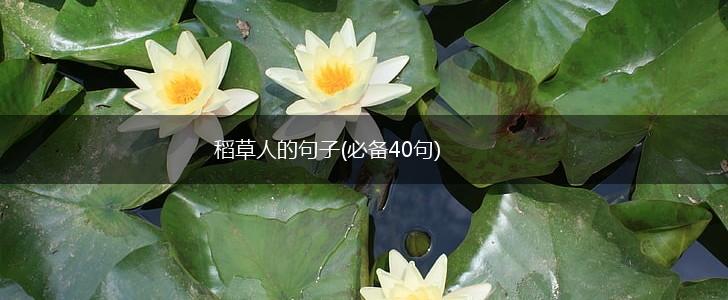 稻草人的句子(必备40句),第1张