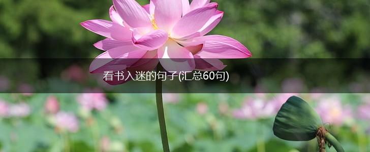 看书入迷的句子(汇总60句),第1张