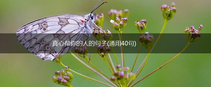 真心帮你的人的句子(通用40句),第1张