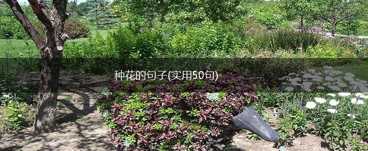 种花的句子(实用50句),第1张