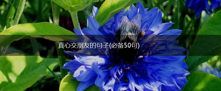 真心交朋友的句子(必备50句),第1张