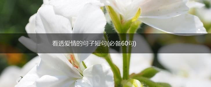 看透爱情的句子短句(必备60句),第1张