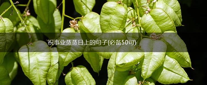 祝事业蒸蒸日上的句子(必备50句),第1张
