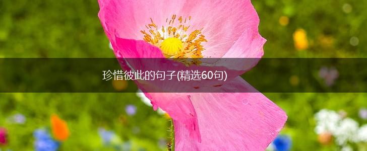 珍惜彼此的句子(精选60句),第1张