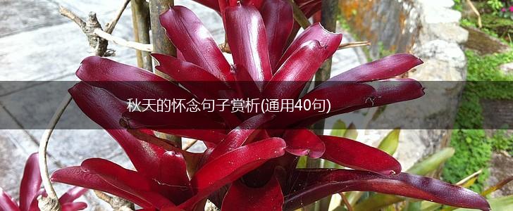 秋天的怀念句子赏析(通用40句),第1张
