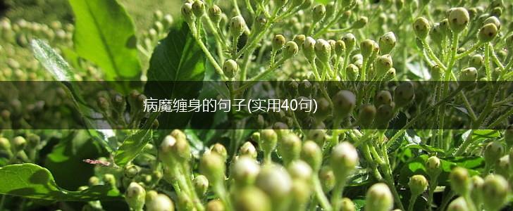 病魔缠身的句子(实用40句),第1张