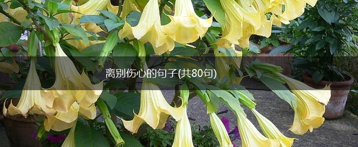 离别伤心的句子(共80句),第1张