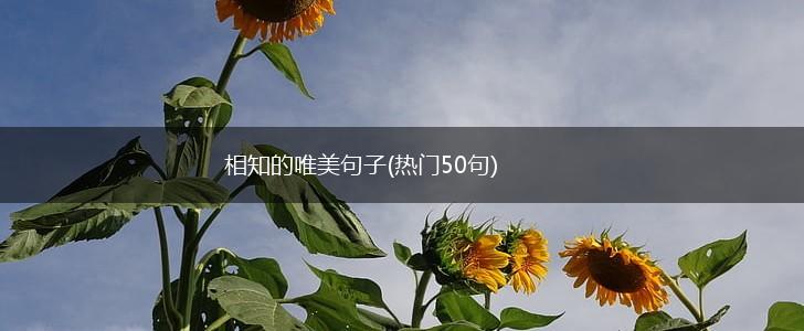 相知的唯美句子(热门50句),第1张