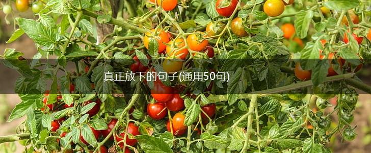 真正放下的句子(通用50句),第1张