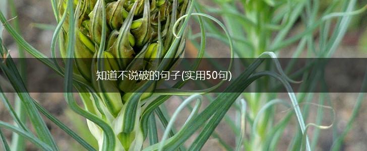 知道不说破的句子(实用50句),第1张