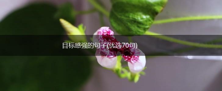 目标感强的句子(优选70句),第1张