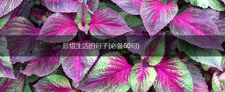 珍惜生活的句子(必备60句),第1张
