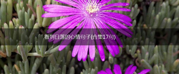 看到日落的心情句子(合集17句),第1张