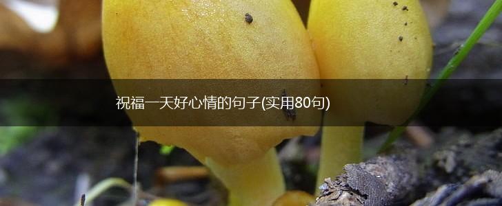 祝福一天好心情的句子(实用80句),第1张