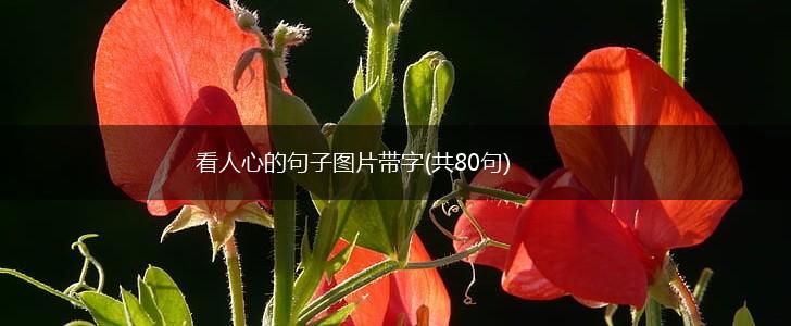看人心的句子图片带字(共80句),第1张