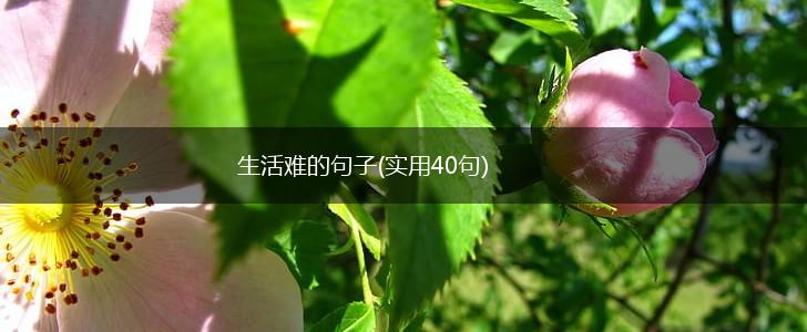 生活难的句子(实用40句),第1张