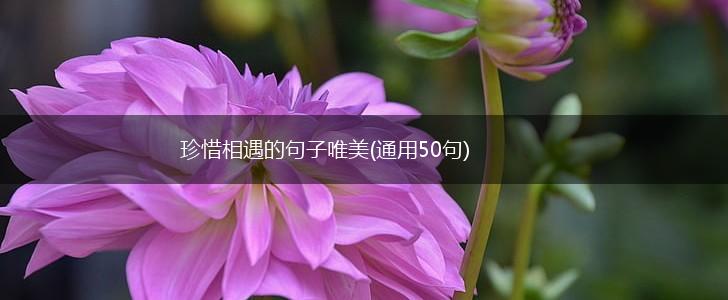 珍惜相遇的句子唯美(通用50句),第1张