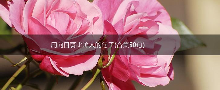 用向日葵比喻人的句子(合集50句),第1张