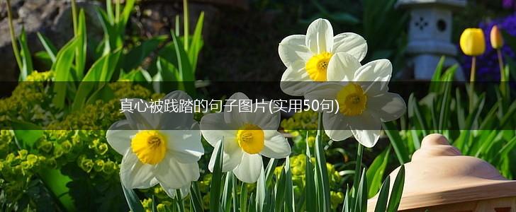 真心被践踏的句子图片(实用50句),第1张